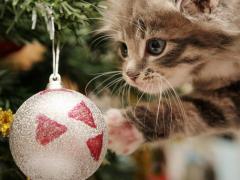 Jong katje bij de kerstbal