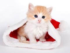 Kitten in de muts van de kerstman