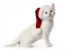 Wit katje met een kerstmuts