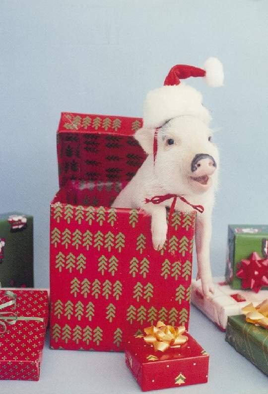 Kerstfun: Een varken als kerstkado